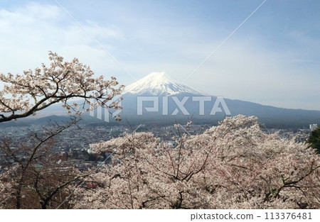 View of Mt. Fuji and cherry blossoms from Arakura Fuji Sengen Shrine 113376481