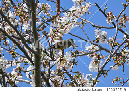 Bulbuls on cherry blossoms, Edogawa River bank (Matsudo City, Chiba Prefecture) Bulbuls on cherry blossoms, Edogawa River bank (Matsudo City, Chiba Prefecture) 113376749