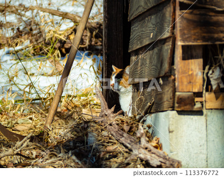 Stray cat peeking out from abandoned house 113376772