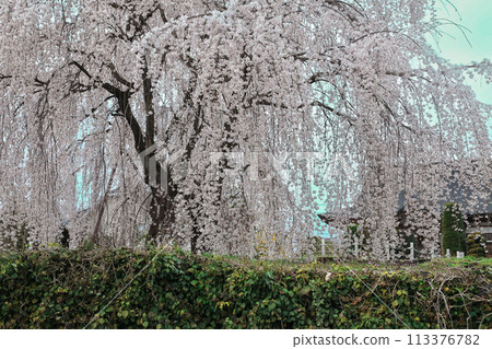 Weeping cherry tree in full bloom and temple 113376782