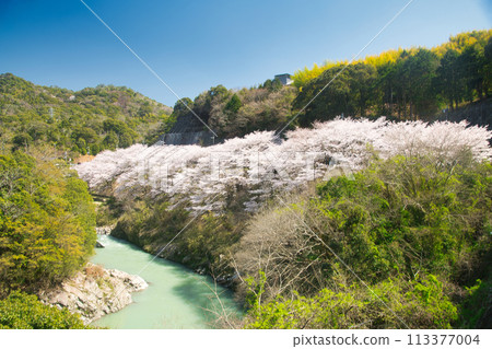 妙江的櫻花樹【和歌山縣有田川町】 113377004