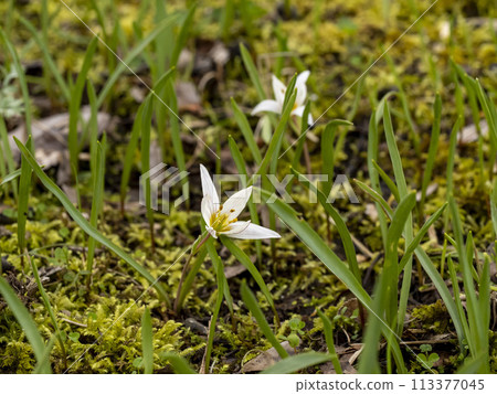 阿馬納白花 113377045