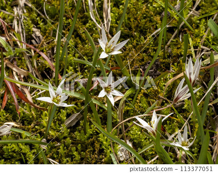 amana white flower 113377051