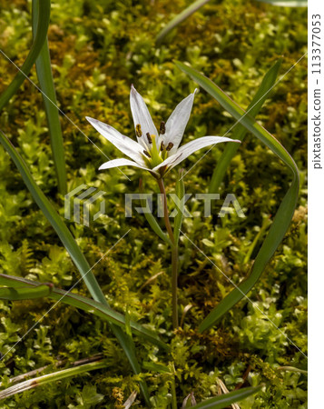 阿馬納白花 阿馬納白花 113377053
