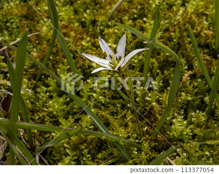 amana white flower 113377054