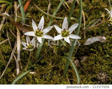 amana white flower 113377056