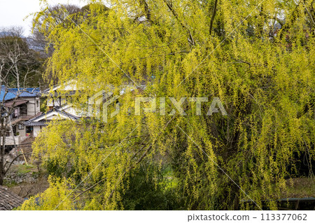 早春盛開的垂柳花 113377062