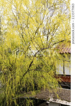 早春盛開的垂柳花 113377063