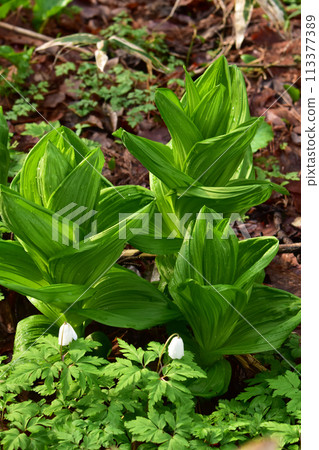 Veratrum japonica and Anemone nigra Veratrum japonica and Anemone nigra 113377389