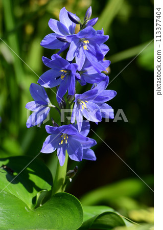 Monochoria korsakowii in rice fields 113377404