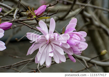 Sidekobushi花 Sidekobushi花 113377417