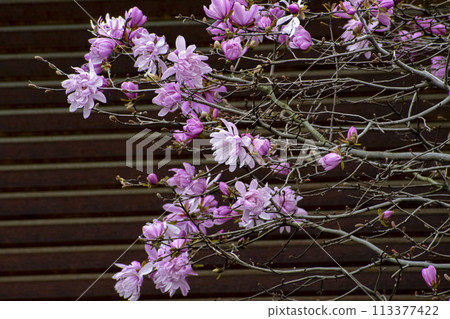 Sidekobushi花 113377422