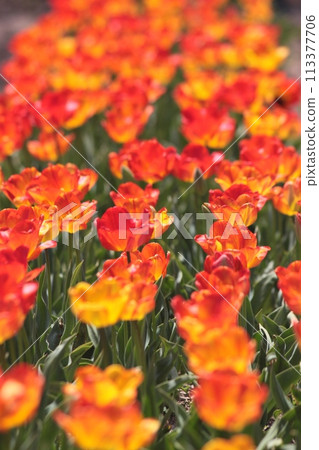 Tulips in full bloom shining in the spring sunshine 113377706