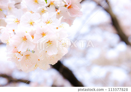 Cherry blossoms in gentle light 113377828