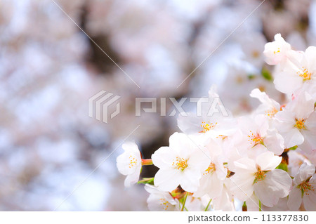 淡粉色櫻花 113377830