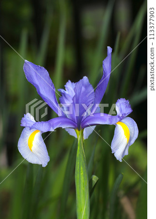 紫色和白黃色的球狀虹膜（自然光+閃光燈，正面微距特寫鏡頭） 113377903