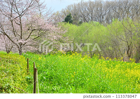 早春到來——江戶彼岸櫻花和油菜花 早春到來——江戶彼岸櫻花和油菜花 113378047