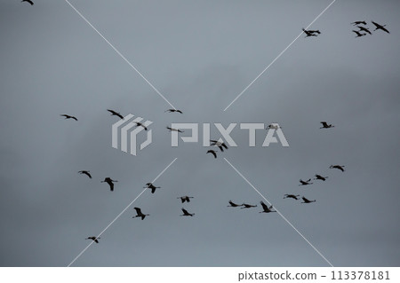 Flight of migrating cranes in cloud sky Flight of migrating cranes in cloud sky 113378181