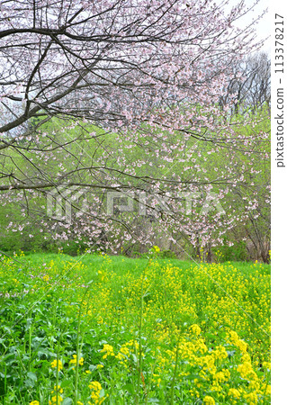 The arrival of early spring: Edohigan cherry blossoms and rape blossoms 113378217