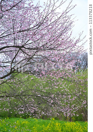 The arrival of early spring: Edohigan cherry blossoms and rape blossoms 113378218