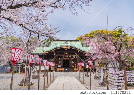 [靜岡縣]櫻花盛開的沼津日枝神社 113378231