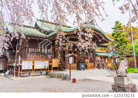 [Shizuoka Prefecture] Numazu Hie Shrine with cherry blossoms in full bloom 113378235