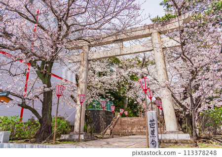[Shizuoka Prefecture] Numazu Hie Shrine with cherry blossoms in full bloom 113378248