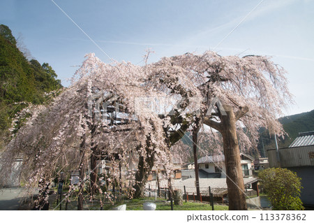 Weeping cherry tree in front of Kashiwazaki branch office [Taiki Town, Mie Prefecture] 113378362