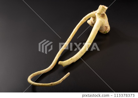 Horse field wasabi 113378373