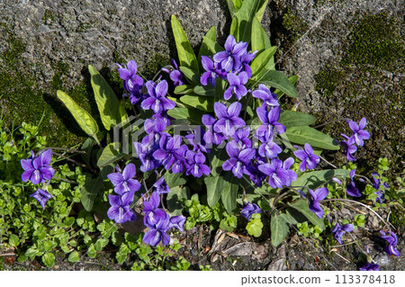 路邊盛開的紫羅蘭 113378418