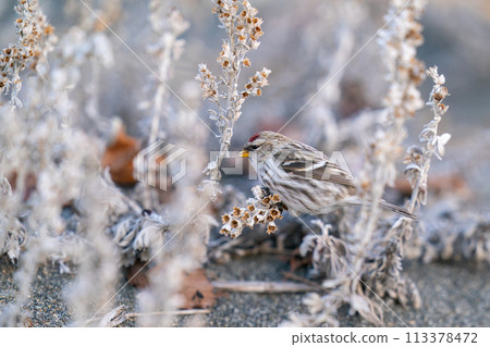 A redpoll pecking at mugwort seeds A redpoll pecking at mugwort seeds 113378472