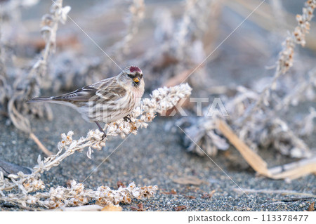 A redpoll pecking at mugwort seeds 113378477