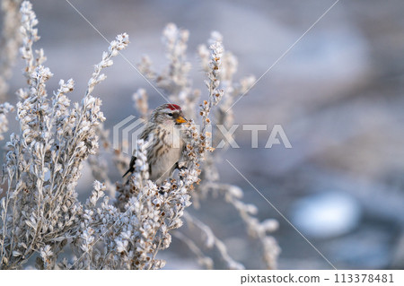 A redpoll pecking at mugwort seeds 113378481