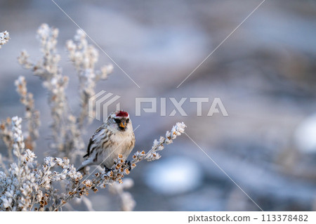 A redpoll pecking at mugwort seeds 113378482
