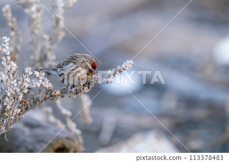 A redpoll pecking at mugwort seeds 113378483