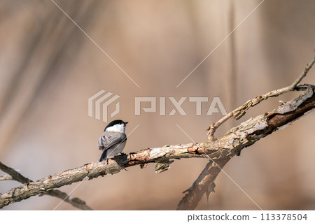 一隻黑冠山雀棲息在樹枝上，環顧四周。 113378504