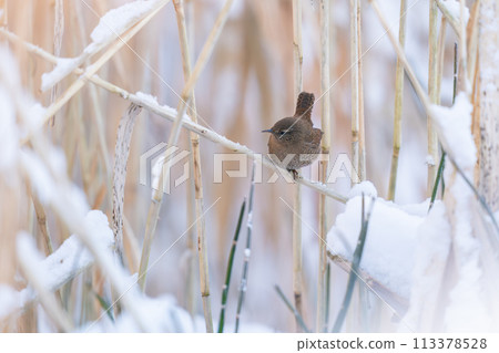 A wren perched on dead grass, watching its surroundings 113378528