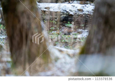 A Green Sandpiper sitting motionless in a marsh A Green Sandpiper sitting motionless in a marsh 113378536