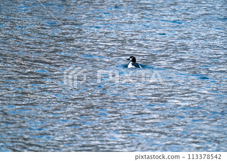 一隻大白鴨一邊游泳,一邊警戒著周圍的環境。 一隻大白鴨一邊游泳,一邊警戒著周圍的環境。 113378542