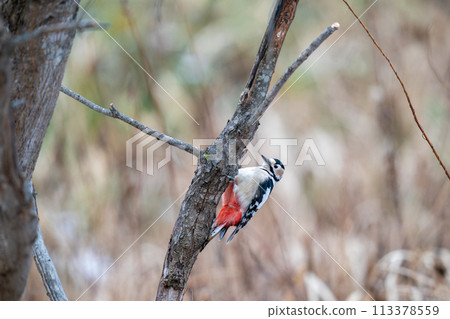 A great spotted woodpecker perched on a tree trunk searching for food 113378559
