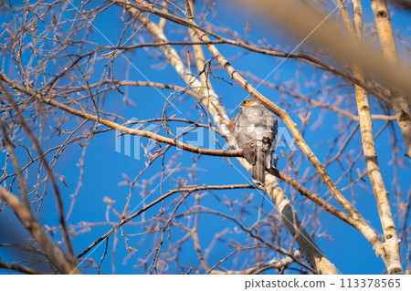 A sparrowhawk perched on a tree branch and observing the surroundings 113378565