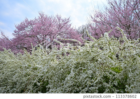 The arrival of early spring: Edohigan cherry blossoms and weeping willows 113378602