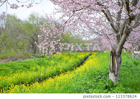The arrival of early spring: Edohigan cherry blossoms and rape blossoms The arrival of early spring: Edohigan cherry blossoms and rape blossoms 113378624