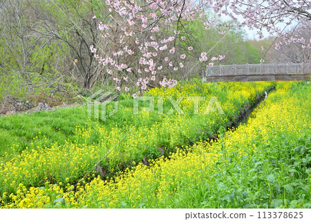 The arrival of early spring: Edohigan cherry blossoms and rape blossoms The arrival of early spring: Edohigan cherry blossoms and rape blossoms 113378625