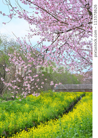 The arrival of early spring: Edohigan cherry blossoms and rape blossoms 113378626
