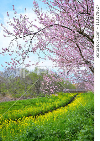 早春到來——江戶彼岸櫻花和油菜花 早春到來——江戶彼岸櫻花和油菜花 113378627