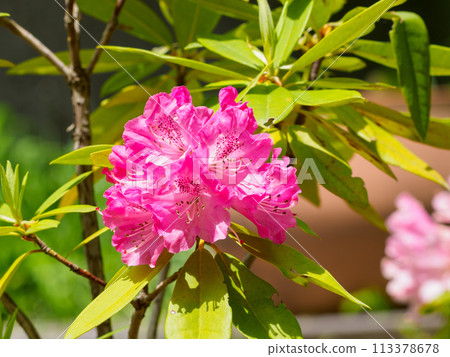 Rhododendrons: A preview of spring Rhododendrons: A preview of spring 113378678