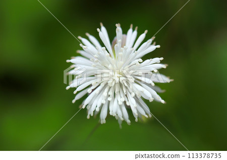 Cute white flowers of the Takasago Karamatsusou flower that look like white fireworks (natural light + strobe, macro close-up) 113378735