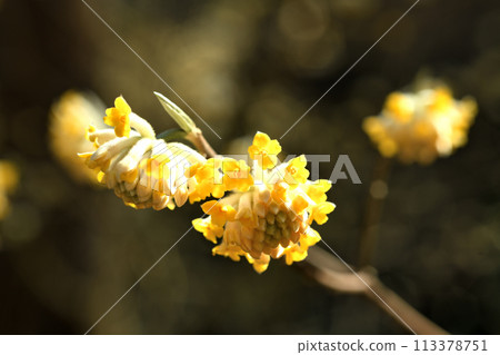 三俁花[三重縣美杉町石原] 113378751