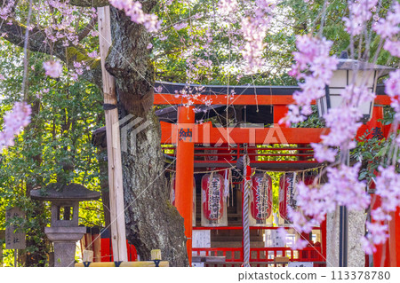 翠花天滿宮紅垂櫻（京都市上京區） 113378780